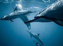 山东男篮社媒分享为陈林坚庆生视频：首秀叠加生日，buff拉满